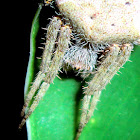 Garden Orb-web Spider
