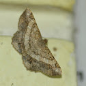 Moth