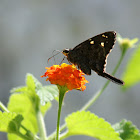 Brown Longtail
