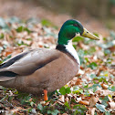 Mallard