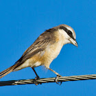 Brown Shrike