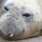 Southern Elephant Seal