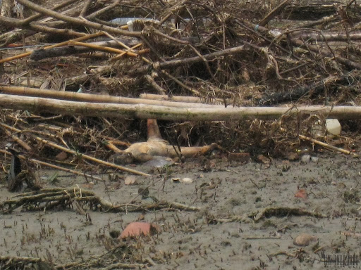 Hurricane+katrina+dead+bodies+photos