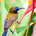 Olive Backed Sun-bird (Male)
