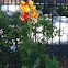 Canna Indica