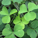Yellow Wood Sorrel