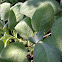 Sage