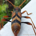 Flower Longicorn Beetle