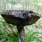 The Old Man of the Woods