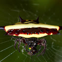 Spiny Orb Weaver Spider