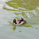 Yellow-billed Duck