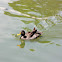 Yellow-billed Duck