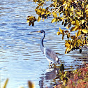 Tricolor heron