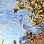 Tricolor heron