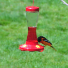 Baltimore Oriole
