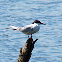 Forster's Tern