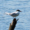 Forster's Tern
