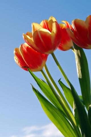 Beautiful Flower Wallpaper 1