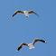 Hartlaub's Gull