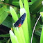 Atala Butterfly