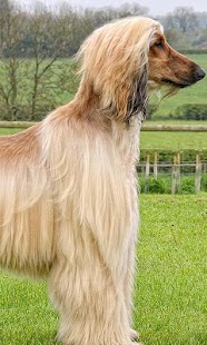 How to get Afghan Hounds Jigsaw Puzzle 1.0 unlimited apk for pc