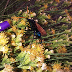 Tarantula Hawk