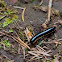 yellow-spotted millipede