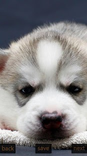 How to mod Inspic Puppies Wallpapers HD lastet apk for android