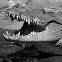 Nile Crocodile