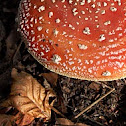 Fly Agaric