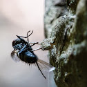 Owlfly larva