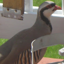 birds of the year
