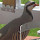 birds of the year