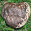 Puffball fungus