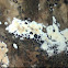 Fungus