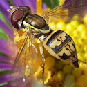 Hover fly