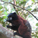 Saddleback tamarin
