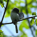Blue-gray Gnatcatcher