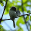 Blue-gray Gnatcatcher