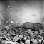 Common Rat