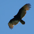 Turkey Vulture