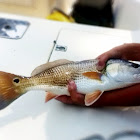 Red Drum
