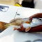 Red Drum