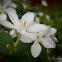 White Angel, Snowflake