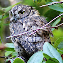 Western screech owl