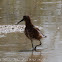 Curlew Sandpiper; Correlimos Zarapitin