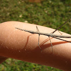 Stick Bug, Bicho Pau
