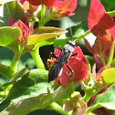 Spider Wasp