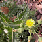 Spiny Sowthistle