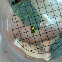 Chrysolina fastuosa - Prächtiger Blattkäfer